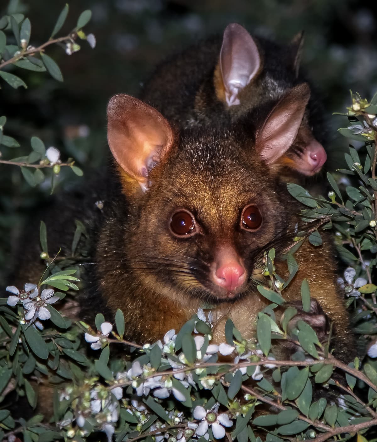 Professional Possum Controller
